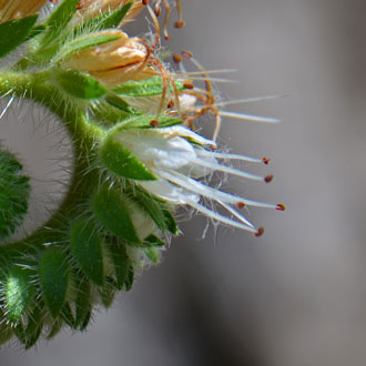 Kaweah River Scorpion-weed has several bell-shaped flowers. Phacelia magellanica